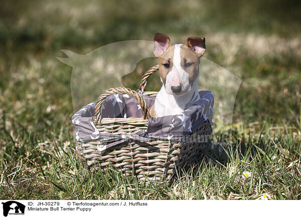 Miniature Bull Terrier Puppy / JH-30279
