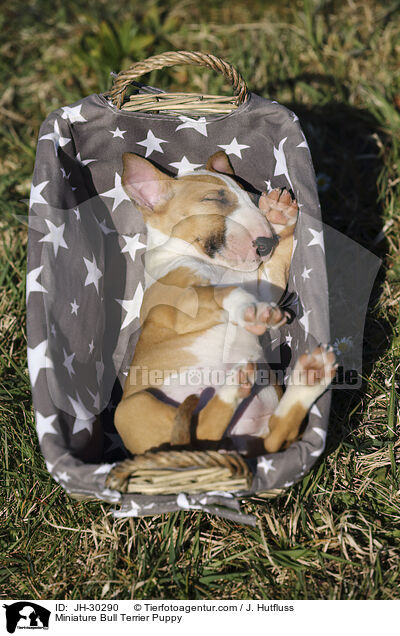 Miniature Bull Terrier Puppy / JH-30290