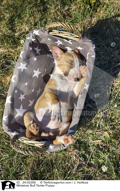Miniature Bull Terrier Puppy / JH-30299