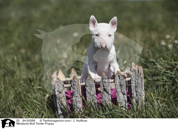 Miniature Bullterrier Welpe / Miniature Bull Terrier Puppy / JH-30566