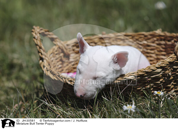 Miniature Bull Terrier Puppy / JH-30581