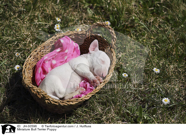 Miniature Bull Terrier Puppy / JH-30596