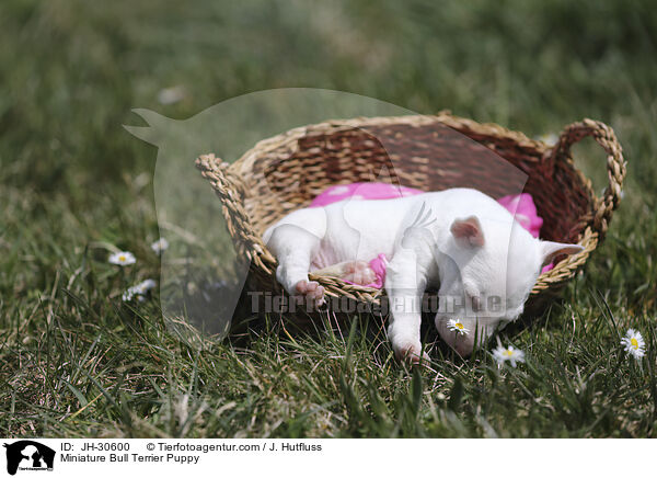 Miniature Bull Terrier Puppy / JH-30600