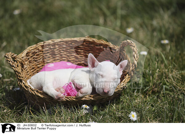 Miniature Bull Terrier Puppy / JH-30602