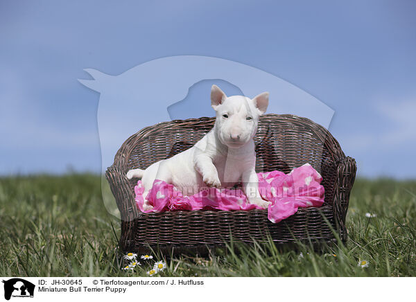 Miniature Bullterrier Welpe / Miniature Bull Terrier Puppy / JH-30645