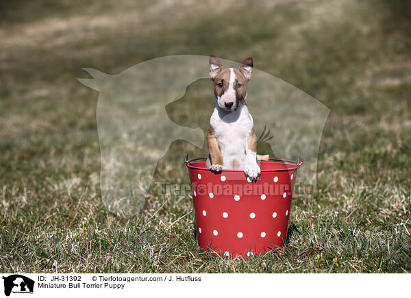 Miniature Bullterrier Welpe / Miniature Bull Terrier Puppy / JH-31392