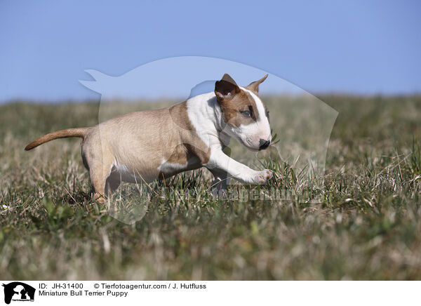 Miniature Bull Terrier Puppy / JH-31400