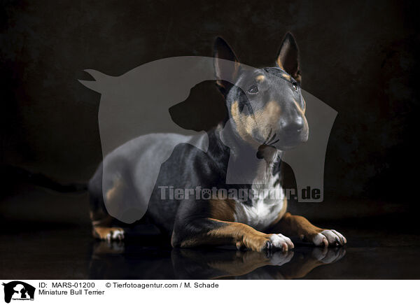 Miniatur Bullterrier / Miniature Bull Terrier / MARS-01200