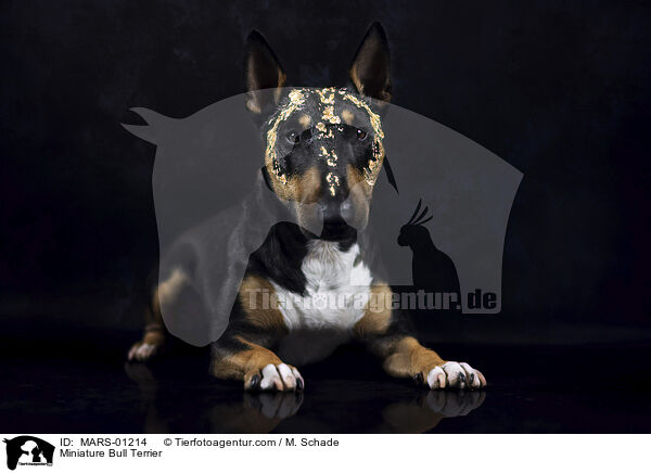 Miniatur Bullterrier / Miniature Bull Terrier / MARS-01214