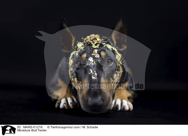Miniature Bull Terrier / MARS-01216