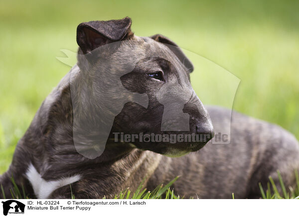 Miniature Bull Terrier Puppy / HL-03224