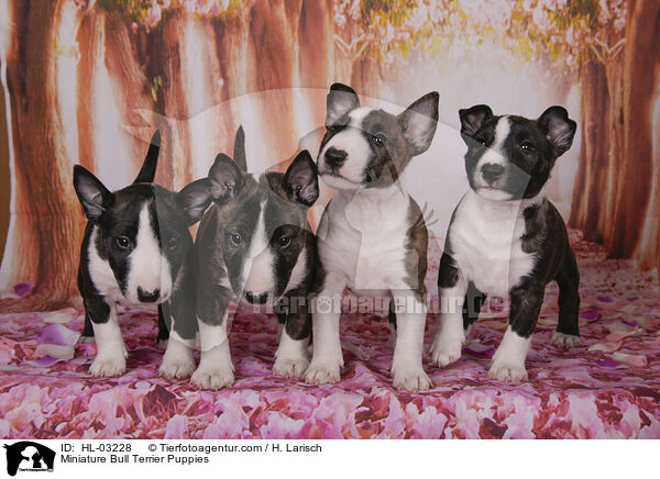 Miniature Bull Terrier Puppies / HL-03228