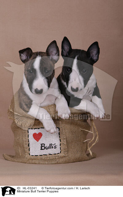 Miniature Bull Terrier Puppies / HL-03241