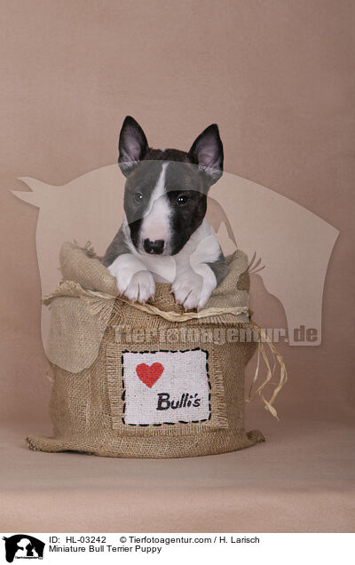 Miniatur Bullterrier Welpe / Miniature Bull Terrier Puppy / HL-03242