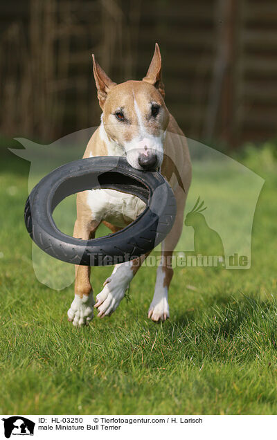Miniatur Bullterrier Rde / male Miniature Bull Terrier / HL-03250