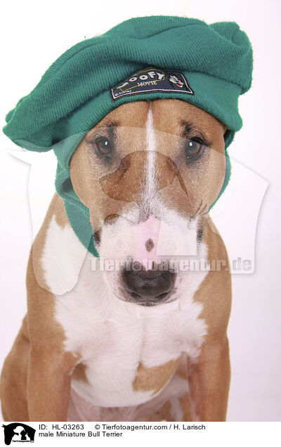 male Miniature Bull Terrier / HL-03263