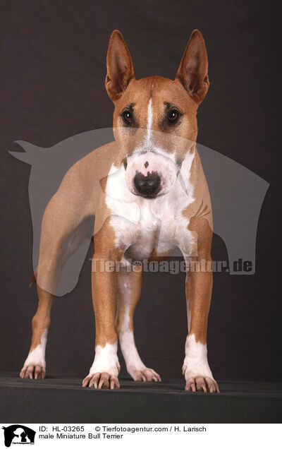 male Miniature Bull Terrier / HL-03265