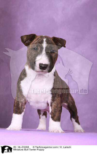 Miniatur Bullterrier Welpe / Miniature Bull Terrier Puppy / HL-03288