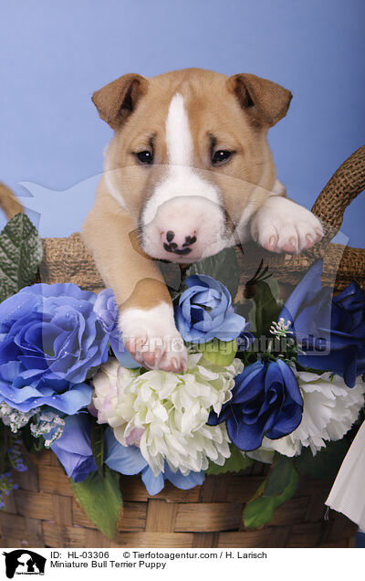 Miniatur Bullterrier Welpe / Miniature Bull Terrier Puppy / HL-03306