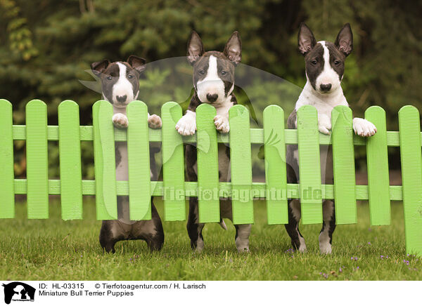 Miniatur Bullterrier Welpen / Miniature Bull Terrier Puppies / HL-03315