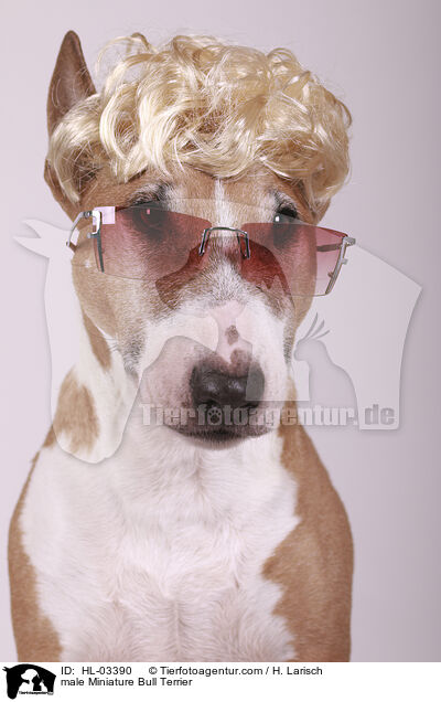 Miniatur Bullterrier Rde / male Miniature Bull Terrier / HL-03390