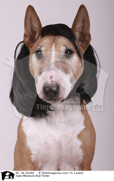Miniatur Bullterrier Rde / male Miniature Bull Terrier / HL-03394