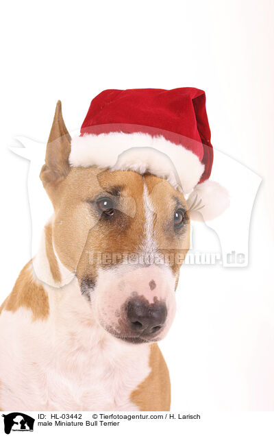 Miniatur Bullterrier Rde / male Miniature Bull Terrier / HL-03442