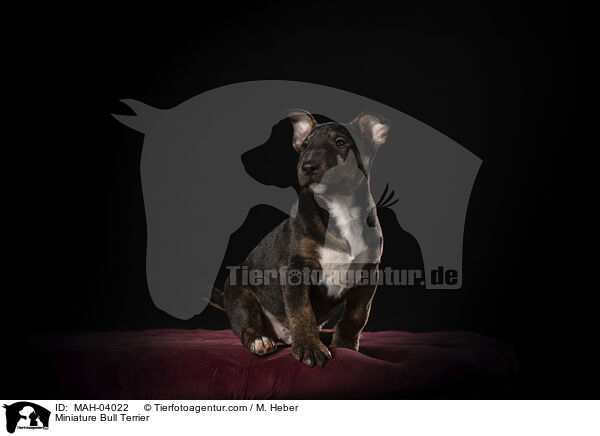 Miniatur Bullterrier / Miniature Bull Terrier / MAH-04022