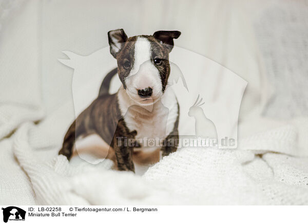 Miniatur Bullterrier / Miniature Bull Terrier / LB-02258