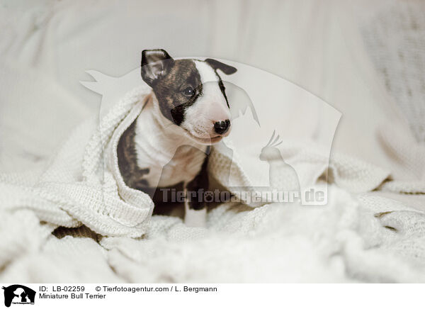 Miniatur Bullterrier / Miniature Bull Terrier / LB-02259