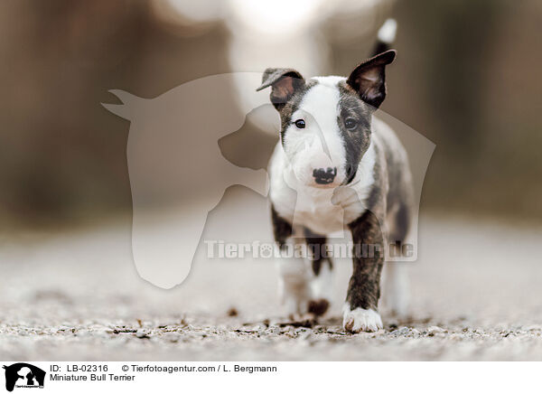 Miniatur Bullterrier / Miniature Bull Terrier / LB-02316