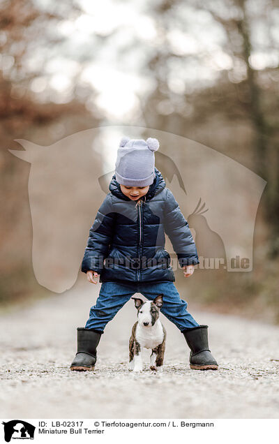 Miniatur Bullterrier / Miniature Bull Terrier / LB-02317