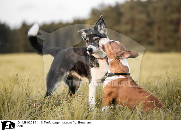 Hunde / dogs / LB-02585