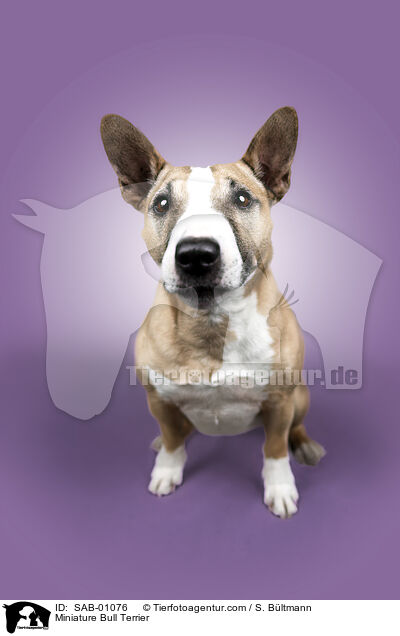 Miniature Bull Terrier / SAB-01076