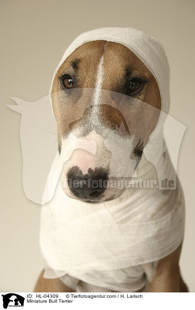 Miniatur Bullterrier / Miniature Bull Terrier / HL-04309