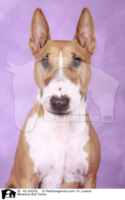 Miniatur Bullterrier / Miniature Bull Terrier / HL-04325