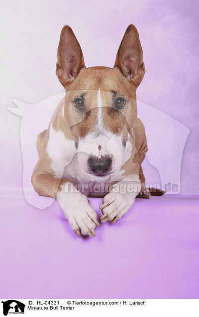 Miniatur Bullterrier / Miniature Bull Terrier / HL-04331