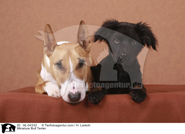 Miniatur Bullterrier / Miniature Bull Terrier / HL-04332