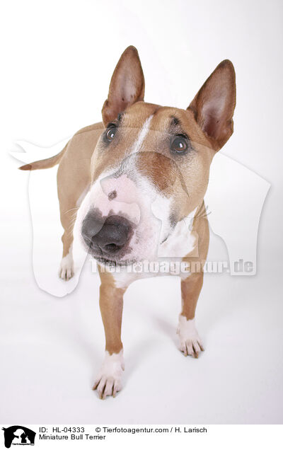 Miniatur Bullterrier / Miniature Bull Terrier / HL-04333