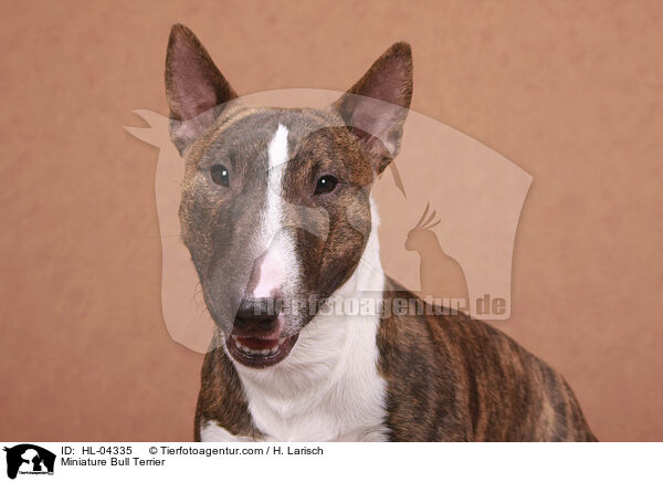 Miniatur Bullterrier / Miniature Bull Terrier / HL-04335