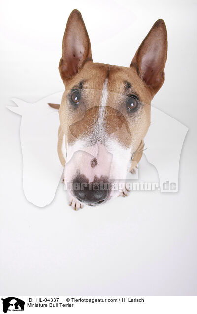 Miniatur Bullterrier / Miniature Bull Terrier / HL-04337