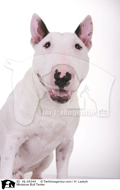 Miniatur Bullterrier / Miniature Bull Terrier / HL-04344