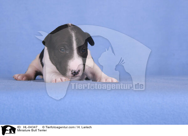 Miniatur Bullterrier / Miniature Bull Terrier / HL-04347