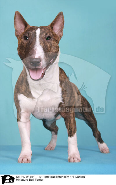 Miniatur Bullterrier / Miniature Bull Terrier / HL-04351