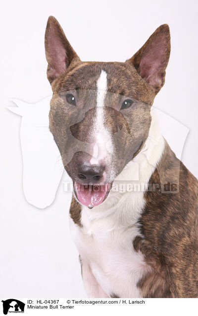 Miniatur Bullterrier / Miniature Bull Terrier / HL-04367