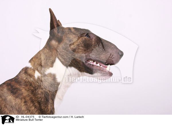Miniatur Bullterrier / Miniature Bull Terrier / HL-04375