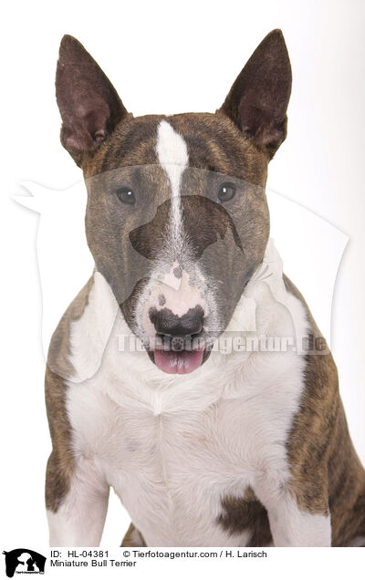 Miniatur Bullterrier / Miniature Bull Terrier / HL-04381