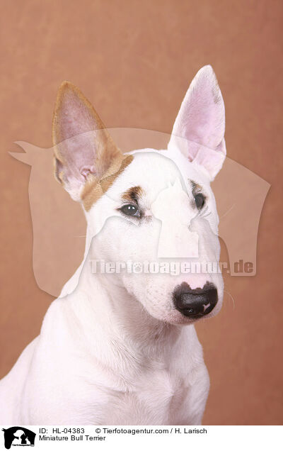 Miniatur Bullterrier / Miniature Bull Terrier / HL-04383