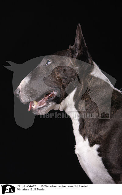 Miniatur Bullterrier / Miniature Bull Terrier / HL-04421