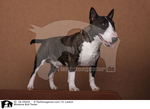 Miniatur Bullterrier / Miniature Bull Terrier / HL-04424
